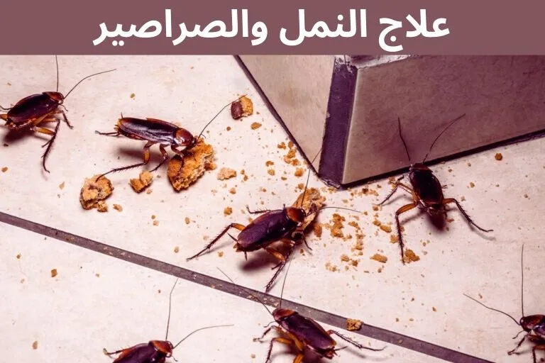 علاج النمل والصراصير بالصورة مجموعة من الصراصير مجتمعة علي بقايا الطعام
